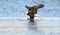 Bald Eagle bird on ice