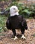 Bald Eagle Bird photo.  Bald Eagle bird close-up profile view with foliage background. Bald Eagle portrait.  Bald Eagle image.