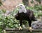 Bald Eagle Bird photo.  Bald Eagle head close-up profile view perched on log bokeh background. Portrait. Image. Picture