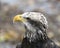 Bald Eagle Bird photo.  Bald Eagle juvenile bird head close-up profile view with a bokeh background