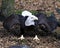 Bald Eagle Bird photo.  Bald Eagle spread wings. Bald Eagle bird close-up profile view with foliage background. Bald Eagle