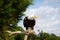 Bald eagle bird of prey