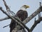 Bald Eagle Bird of Prey Perched in a Bare Tree Looking Majestically