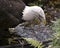 Bald Eagle bird stock photo.  Bald Eagle bird close-up profile view drinking water with a bokeh background