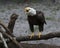 Bald Eagle bird Stock Photos.   Bald eagle bird shouting