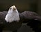 Bald Eagle Bird Stock Photos. Image. Portrait. Picture. Flying bird. Looking towards the sky. Head close-up profile view. Black