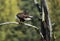 Bald Eagle on a branch