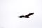 Bald Eagle British Columbia in flight