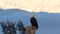 A Bald Eagle in Canada