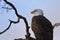 Bald Eagle casts regal gaze over Lower Klamath National Wildlife Refuge