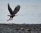 A Bald Eagle Catches a Fish in South Central Alaska