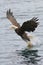 Bald Eagle catching fish in flight