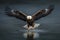 bald eagle catching a fish in its talons