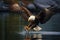 bald eagle catching a fish in its talons