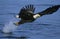 Bald Eagle catching fish in river