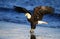 Bald Eagle catching fish in river