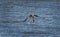 Bald Eagle catching a large fish