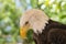 Bald Eagle Close Profile