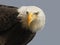 Bald Eagle Close up