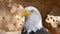 Bald Eagle close-up