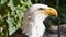 Bald Eagle close-up