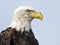 Bald Eagle Close up