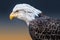 Bald Eagle Closeup