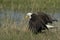 Bald Eagle Collecting nesting Material in Florida