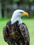 Bald eagle with colorful plumage and white head on green background. Amazing portrait of American bald eagle as symbol and