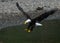 A Bald Eagle Coming in for a Landing