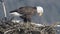 Bald Eagle Contemplating Spring Snow