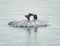 Bald Eagle Couple Standing On Floating Ice In Alaskan Waters