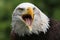 Bald Eagle, Crystal Palace FC mascot