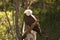 Bald Eagle in a dead cotton wood tree