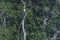 Bald Eagle on Dead Tree