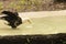 Bald Eagle Drinking water from a pond