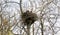 Bald eagle and eaglet in nest