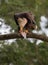 Bald eagle eating fish