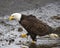 Bald Eagle emerging from the water with his toes in the air