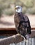 A Bald Eagle Enjoying the Afternoon Sunlight