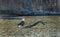 Bald Eagle enjoying the sunlight on a log in a pond