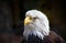 Bald Eagle, ever watchful, intensely focused, standing proud.