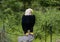 Bald Eagle by famous artist Sean Kenney on display at the Fort Worth Botanic Garden, Texas.