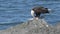 a bald eagle feeding on a dead bird at neah bay