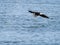 Bald eagle with a fish