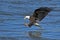 Bald Eagle Fish Grab