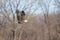 Bald Eagle with fish in mouth after hunting