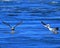 Bald Eagle Fishing with Pelicans