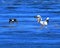 Bald Eagle Fishing with Pelicans II