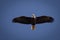 Bald eagle fishing on reelfoot lake state park in Tennessee